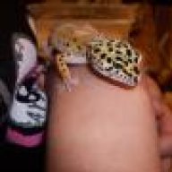 RayneTheGeckoGirl