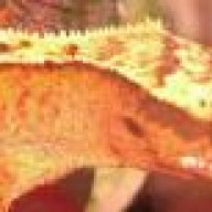 Brunnersgal