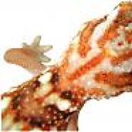 kcgeckoguy