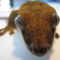 DDReptiles