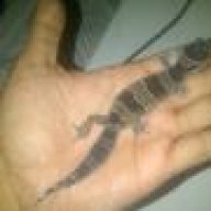 reptilemaniac