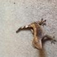 My geckos have tails