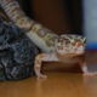lovemyleopardgeckos
