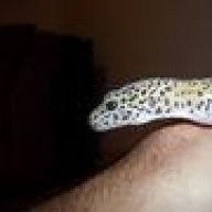 Geckologist.tj