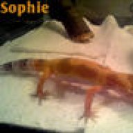 kinggecko