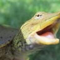 Golden Raptor