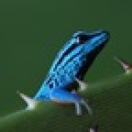 Lygodactylus