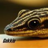 gekkie