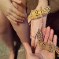Leopard gecko mommy