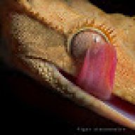 mariosgecko