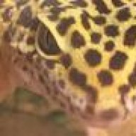 Spotty the Leopard Gecko