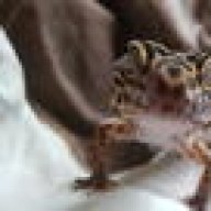 The crazy gecko lady