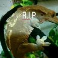 Gecko united