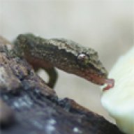 dactylus