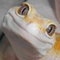 Ligeia Stardust