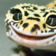 reptilesunleashed