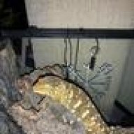 lizardboy179