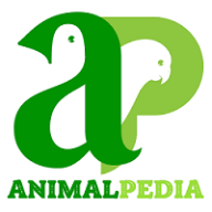 Animal Pedia