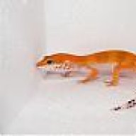 The Gecko Prince