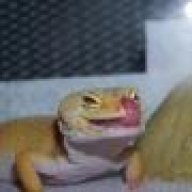 Georgia Gecko Girl