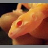 GroovyGeckos.com
