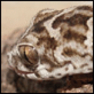 Reptici