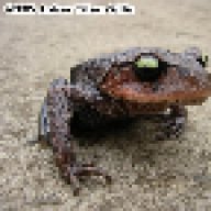 MegophryidaeMan