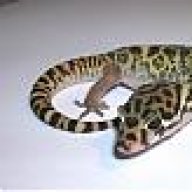 rattlesnake082