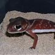 PoohMac