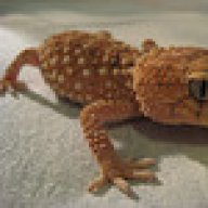 geckko