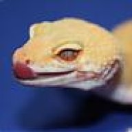 OhioGecko