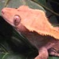 CoexistExotics
