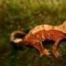 mattsgeckos