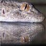 combichristina