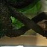 ReptileJay