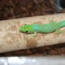 Gecko Ranch