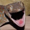 Salamanko