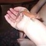 leaping lizards