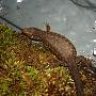 JimmyNightlizard