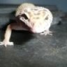 geckofreak