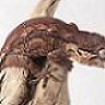 Western Gecko