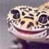 veronzi
