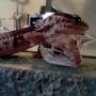 cornysnake