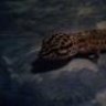 Gecko Buddy