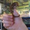 HCHGeckos