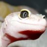 Leopard geckoBR