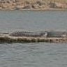 gharial