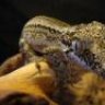 DiabloGecko
