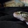 AlphaGeckos