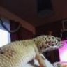 Lizzylizard